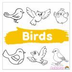 birds
