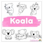 koala