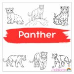 panther
