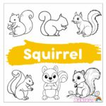 squirrel