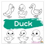 duck