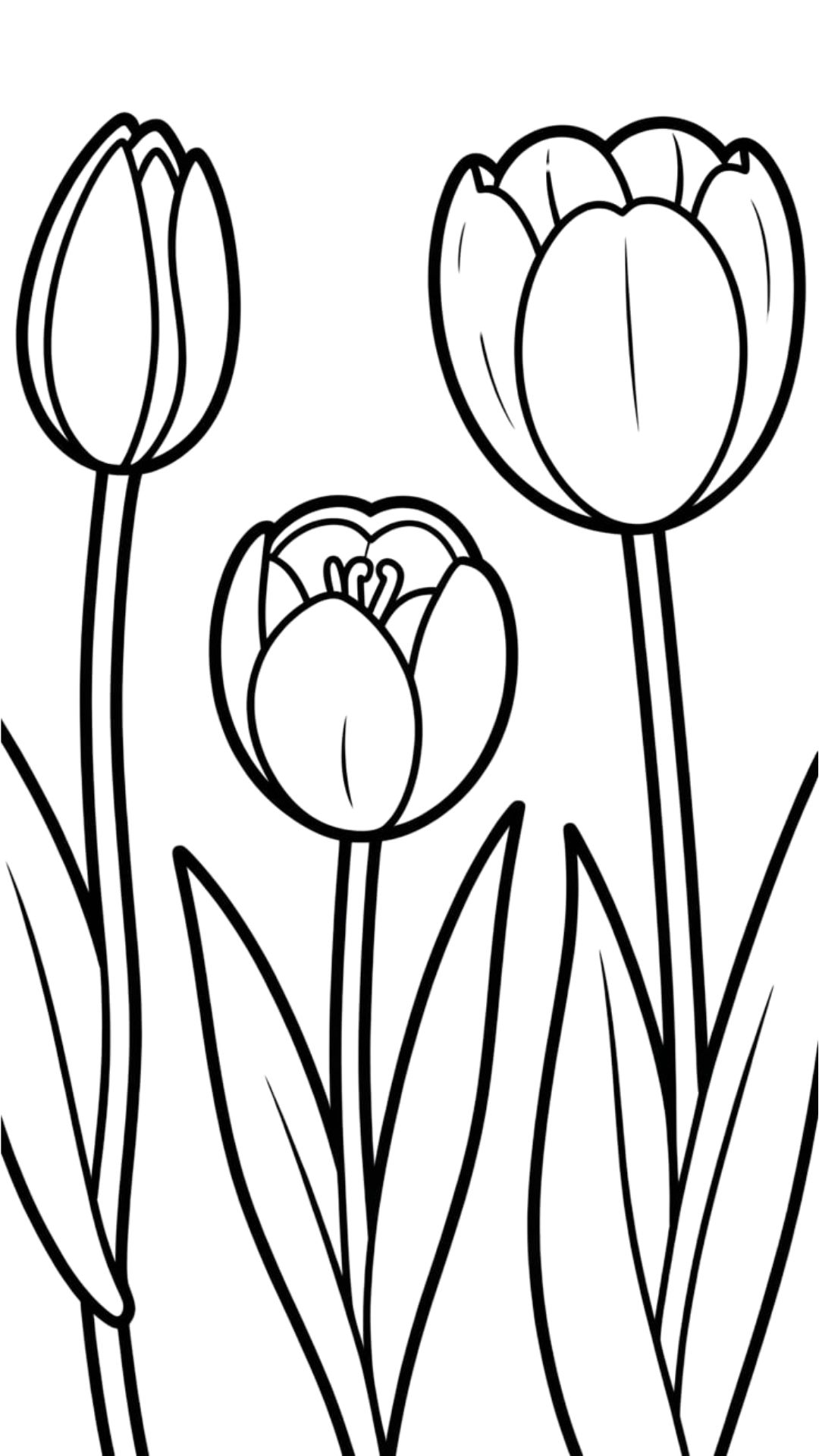 tulpen tekening
